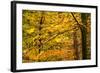 Trees in Autumn, Gragg Vale, Calder Valley, Yorkshire, England, United Kingdom, Europe-Bill Ward-Framed Photographic Print