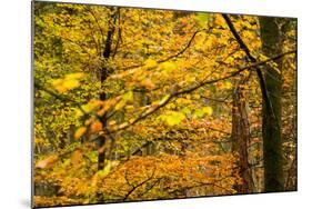 Trees in Autumn, Gragg Vale, Calder Valley, Yorkshire, England, United Kingdom, Europe-Bill Ward-Mounted Photographic Print