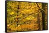 Trees in Autumn, Gragg Vale, Calder Valley, Yorkshire, England, United Kingdom, Europe-Bill Ward-Framed Stretched Canvas