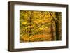 Trees in Autumn, Gragg Vale, Calder Valley, Yorkshire, England, United Kingdom, Europe-Bill Ward-Framed Photographic Print