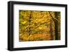 Trees in Autumn, Gragg Vale, Calder Valley, Yorkshire, England, United Kingdom, Europe-Bill Ward-Framed Photographic Print