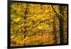 Trees in Autumn, Gragg Vale, Calder Valley, Yorkshire, England, United Kingdom, Europe-Bill Ward-Framed Photographic Print