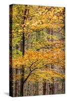 Trees in Autumn, Gragg Vale, Calder Valley, Yorkshire, England, United Kingdom, Europe-Bill Ward-Stretched Canvas