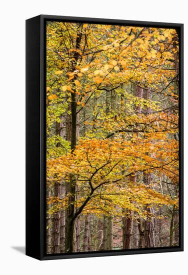 Trees in Autumn, Gragg Vale, Calder Valley, Yorkshire, England, United Kingdom, Europe-Bill Ward-Framed Stretched Canvas