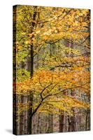 Trees in Autumn, Gragg Vale, Calder Valley, Yorkshire, England, United Kingdom, Europe-Bill Ward-Stretched Canvas