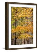 Trees in Autumn, Gragg Vale, Calder Valley, Yorkshire, England, United Kingdom, Europe-Bill Ward-Framed Photographic Print