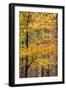 Trees in Autumn, Gragg Vale, Calder Valley, Yorkshire, England, United Kingdom, Europe-Bill Ward-Framed Photographic Print