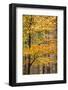 Trees in Autumn, Gragg Vale, Calder Valley, Yorkshire, England, United Kingdom, Europe-Bill Ward-Framed Photographic Print