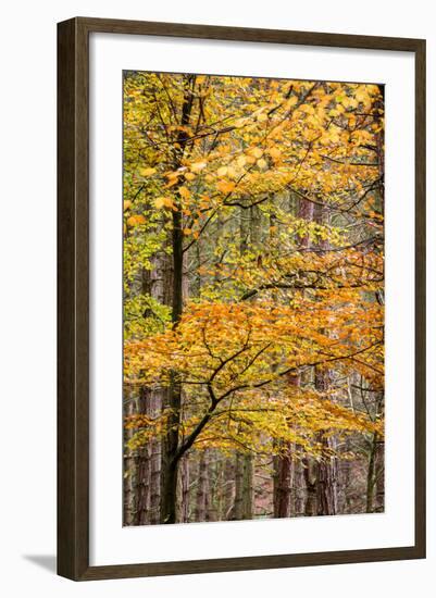 Trees in Autumn, Gragg Vale, Calder Valley, Yorkshire, England, United Kingdom, Europe-Bill Ward-Framed Photographic Print