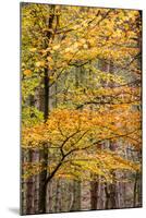 Trees in Autumn, Gragg Vale, Calder Valley, Yorkshire, England, United Kingdom, Europe-Bill Ward-Mounted Photographic Print