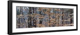 Trees in Autumn, Lewisville, Forsyth County, North Carolina, USA-null-Framed Photographic Print