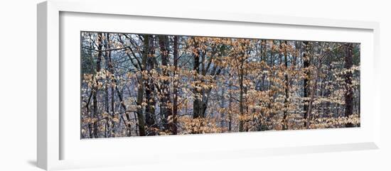 Trees in Autumn, Lewisville, Forsyth County, North Carolina, USA-null-Framed Photographic Print