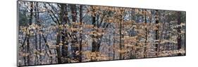 Trees in Autumn, Lewisville, Forsyth County, North Carolina, USA-null-Mounted Photographic Print