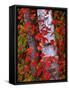 Trees in Autumn, White Mountains, New Hampshire, USA-Dennis Flaherty-Framed Stretched Canvas