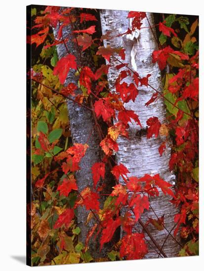 Trees in Autumn, White Mountains, New Hampshire, USA-Dennis Flaherty-Stretched Canvas