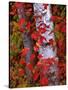 Trees in Autumn, White Mountains, New Hampshire, USA-Dennis Flaherty-Stretched Canvas