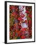 Trees in Autumn, White Mountains, New Hampshire, USA-Dennis Flaherty-Framed Premium Photographic Print