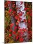 Trees in Autumn, White Mountains, New Hampshire, USA-Dennis Flaherty-Mounted Premium Photographic Print