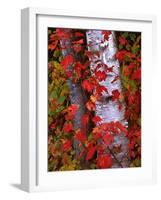 Trees in Autumn, White Mountains, New Hampshire, USA-Dennis Flaherty-Framed Photographic Print