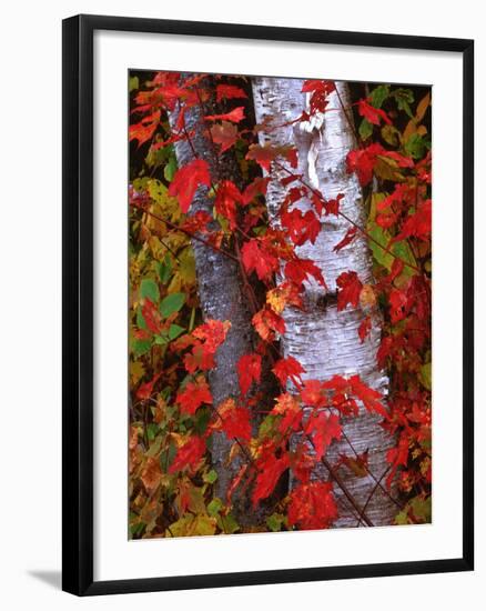 Trees in Autumn, White Mountains, New Hampshire, USA-Dennis Flaherty-Framed Photographic Print