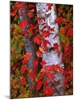 Trees in Autumn, White Mountains, New Hampshire, USA-Dennis Flaherty-Mounted Photographic Print