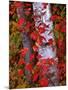 Trees in Autumn, White Mountains, New Hampshire, USA-Dennis Flaherty-Mounted Photographic Print