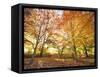 Trees in Autumn-Robert Llewellyn-Framed Stretched Canvas