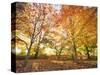 Trees in Autumn-Robert Llewellyn-Stretched Canvas