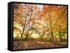 Trees in Autumn-Robert Llewellyn-Framed Stretched Canvas