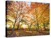 Trees in Autumn-Robert Llewellyn-Stretched Canvas