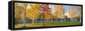 Trees in Autumn-null-Framed Stretched Canvas