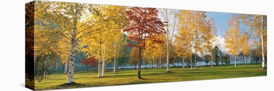 Trees in Autumn-null-Stretched Canvas