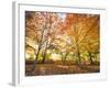 Trees in Autumn-Robert Llewellyn-Framed Photographic Print