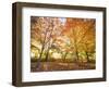 Trees in Autumn-Robert Llewellyn-Framed Photographic Print