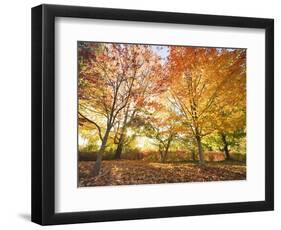 Trees in Autumn-Robert Llewellyn-Framed Photographic Print