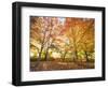 Trees in Autumn-Robert Llewellyn-Framed Photographic Print