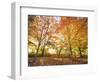 Trees in Autumn-Robert Llewellyn-Framed Photographic Print