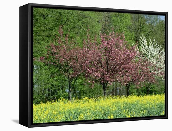 Trees in Blossom in Farmland in the Seine Valley, Eure, Basse Normandie, France, Europe-David Hughes-Framed Stretched Canvas