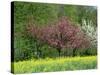 Trees in Blossom in Farmland in the Seine Valley, Eure, Basse Normandie, France, Europe-David Hughes-Stretched Canvas