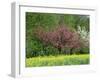 Trees in Blossom in Farmland in the Seine Valley, Eure, Basse Normandie, France, Europe-David Hughes-Framed Photographic Print