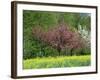 Trees in Blossom in Farmland in the Seine Valley, Eure, Basse Normandie, France, Europe-David Hughes-Framed Photographic Print