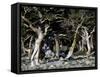 Trees in Boulder-Michael Brown-Framed Stretched Canvas