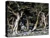 Trees in Boulder-Michael Brown-Stretched Canvas