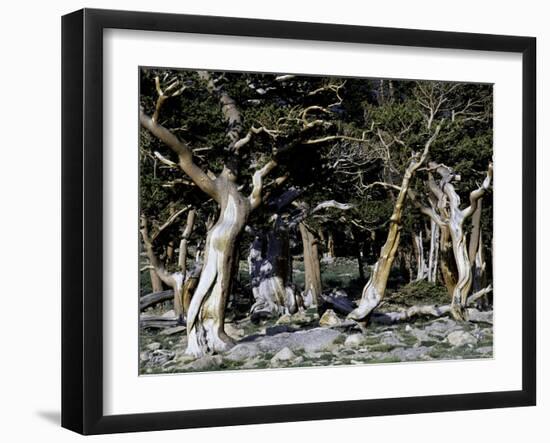 Trees in Boulder-Michael Brown-Framed Photographic Print