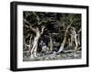 Trees in Boulder-Michael Brown-Framed Photographic Print