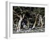 Trees in Boulder-Michael Brown-Framed Photographic Print