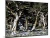 Trees in Boulder-Michael Brown-Mounted Photographic Print