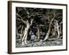 Trees in Boulder-Michael Brown-Framed Photographic Print