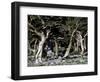 Trees in Boulder-Michael Brown-Framed Photographic Print