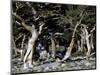 Trees in Boulder-Michael Brown-Mounted Photographic Print